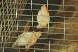 수원 월드컵 경기장 북쪽 구역에서 발견된 닭장